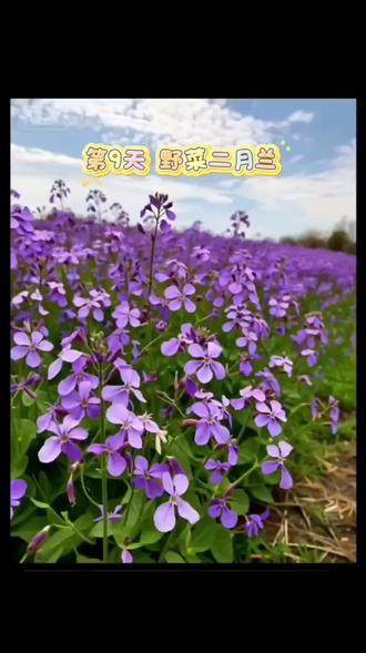 第9天 野菜二月兰,100天记录100种植物 #唯有风景解千愁 #创作者中心 #创作灵感