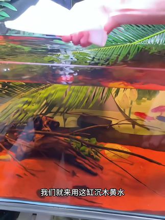 【宠大条】鱼缸清洁吸黄水纸吸色片鱼缸祛黄除腥臭蜂窝强吸附片#水族 #轻松养鱼 #每日分享 #养鱼 #鱼缸里的大自然