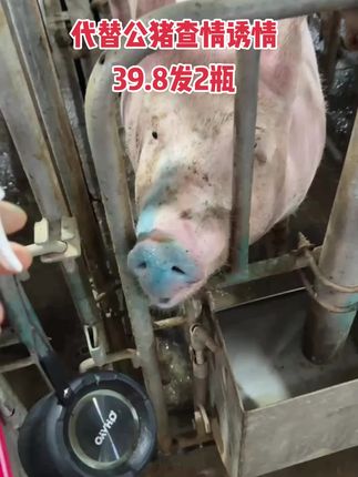 #公猪#公猪气味剂#养猪人#强烈推荐#好物分享