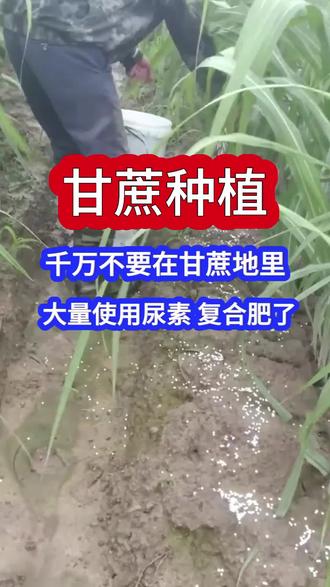 千万不要在甘蔗地里,大量使用尿素 复合肥了#甘蔗底肥宝#甘蔗施肥#甘蔗种植#甘蔗管理