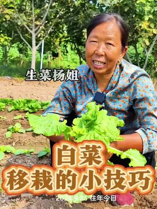 白菜移栽的方法 您的白菜移栽了吗#白菜种植 #蔬菜管理 #生菜杨姐 #跟着杨姐学种菜 #三农 @DOU+小助手