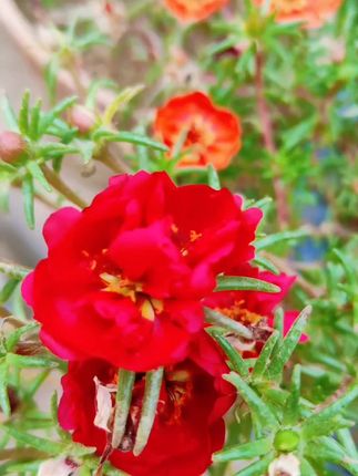 #爱生活爱养花 #家庭养花 #一花一草一世界 #养花小技巧 #今日作品分享