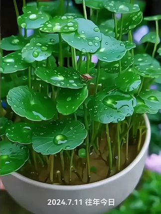 天然荷塘泥,养铜钱草和荷花特别好用# #我的绿色生活 #仁和好物 #每天好物分享