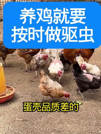#养鸡技术 #养鸡小妙招 #养鸡驱虫