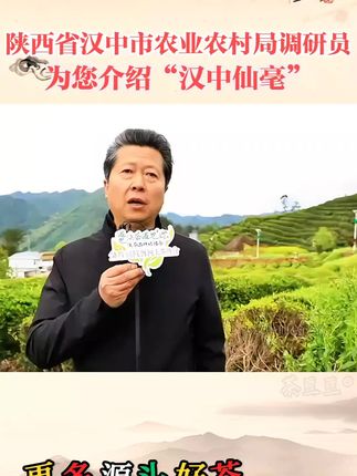 #汉中绿茶 #汉中仙亳 #午子仙毫 #口感特别好 #建议喝这款茶