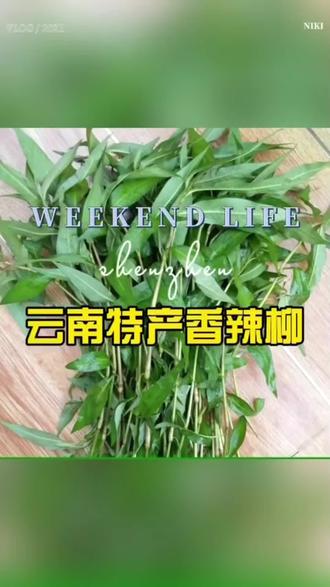 云南德宏特产家乡味道香料新鲜香辣柳香菜野菜香柳菜250克坏包赔#好物推荐🔥 #香辣柳 #香菜 #香柳菜 #三农