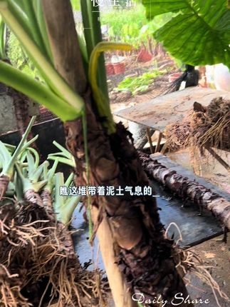 11点开播, 有超大霸王紫芋, 超大霸王滴水观音, 拍一赠一拍十赠十#盆栽种植 #花卉绿植养护 #绿植盆栽