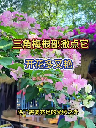 你家的#三角梅 还是只长叶子不开花?想要三角梅开花除了需要充足的光照之外,高磷高钾的#骨粉 肥也得赶紧用起来 #骨粉是高磷高钙的有机肥 #养花小知识 #三角梅养护