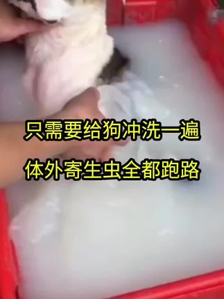 只需要给狗冲洗一遍,体外寄生虫全都跑路,大狗小狗母狗都能用#体外驱虫#狗狗驱虫大作战 #养狗人 #除癞灵#狗场