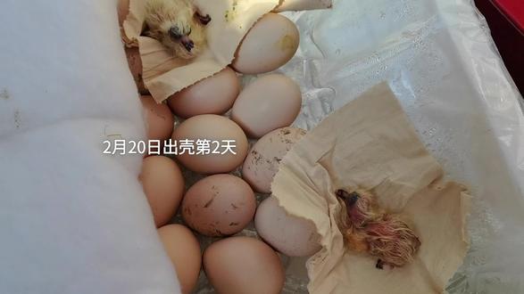 0天手养小鸽子,截止现在已经18天了,希望小鸽子长快点。