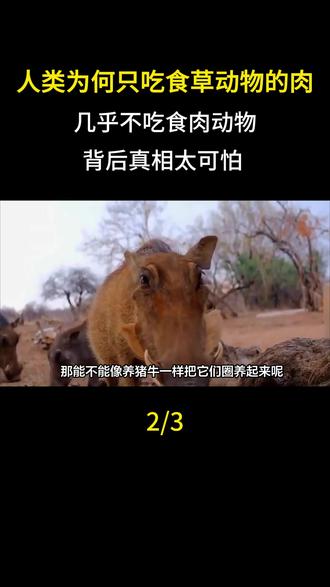 人类为何只吃食草动物的肉,几乎不吃食肉动物?背后真相太可怕#食草动物#科普#科普一下#大国崛起#大国重器