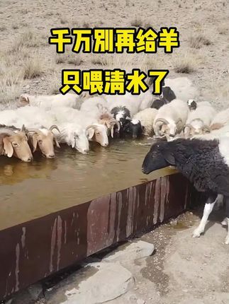 #羊 #养羊 #养羊人 #农村养羊