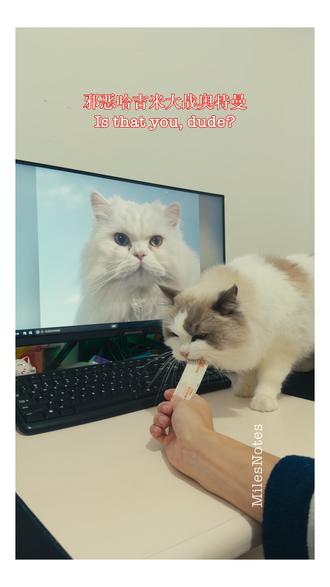 猫咪告诉我关于他的故事🐱A cat told me his A cat told me his story
#哈吉米 #布偶猫 #奥特曼 #泰罗奥特曼