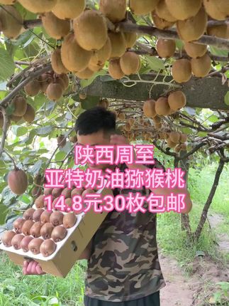 陕西奶油亚特猕猴桃14.8发30个了