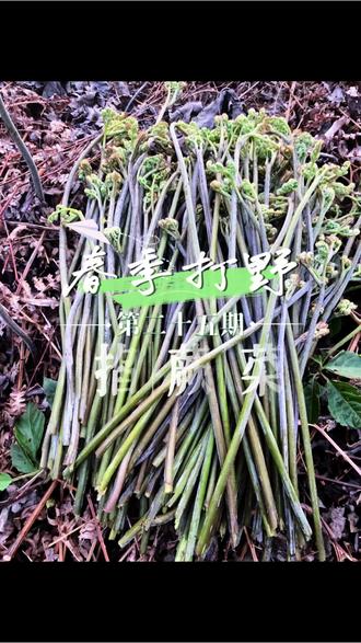 请网友相互转告,之前发的【泰龙山庄】拔小竹笋和蕨菜视频,这里有眼镜蛇出没,别再去了,想想都后怕。
#野生山野菜 #寻找大自然的馈赠#蕨菜 #感谢官方给我流量 #蛇
