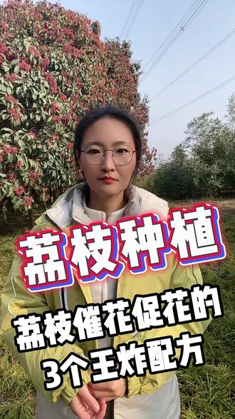 荔枝催花促花的3个王炸配方 #荔枝种植#三农#荔枝#种植技术#催花