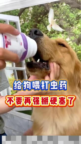 大部分养狗人都踩过驱虫的坑 喂狗打虫药,不要在强掰硬塞了!
#狗狗驱虫 #打虫药 #养狗人 #养狗经验分享