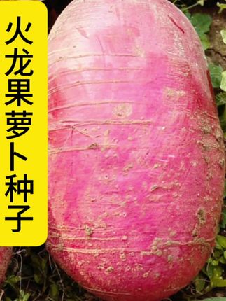 #上热门 【杨姐推荐】火龙果萝卜种子水果萝卜脆嫩爽口#萝卜