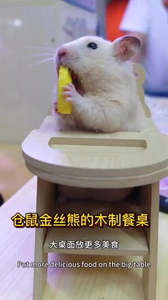 仓鼠金丝熊等小宠的网红木制餐椅,大桌面放更多美食!#仓鼠用品 #餐椅 #金丝熊造景 #仓鼠玩具 #萌宠好物