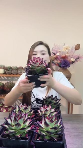 新手别划走!这盆皮卡丘多肉也太好养了吧!