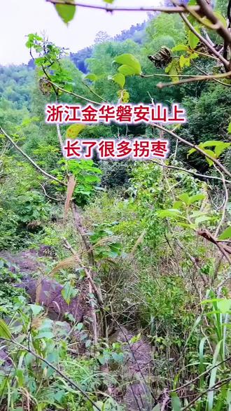 浙江金华磐安山上长了很多种野生水果