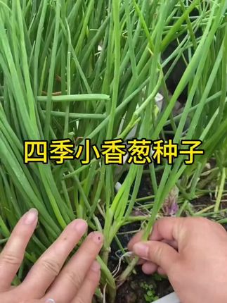 可以掰着吃的小香葱#四季小香葱种子 #阳台花盆小院均可种植
