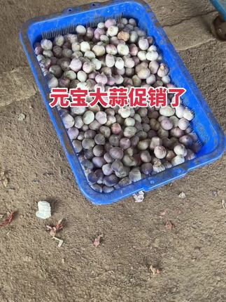 元宝大蒜促销活动中用来做饭,炒菜拌菜,凉菜,味道好极了,厨房好帮手