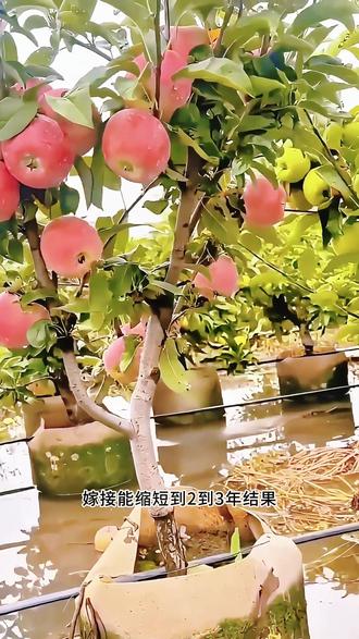 吃剩苹果别扔籽!教你种出能结果的苹果树 苹果种子埋入疏松盆土十余天即可发芽成壮苗,实生苗四五年结果,嫁接能将结果时间缩短到两到三年#蚜虫 #播种 #大丽花 #菊花 #花卉养护