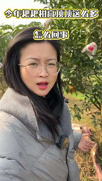 耙耙柑今年高顶顶这么多,到底是什么原因呢?#耙耙柑 #三农 #柑橘种植 #抖音助农 #新农人