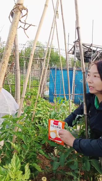 白酒,白醋小苏打在蔬菜上起着至关重要的作用,它们抑制病菌繁殖,对霜霉病,软腐病等,对真菌,细菌有很强的杀伤力#记录我的种植生活 #无公害配方#小配方大作用