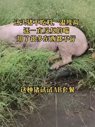 #养猪人不容易