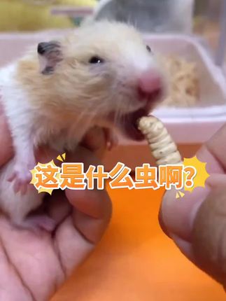 炮炮酱最爱的玉米虫来啦~~ @冻干蜂蜜虫加工厂 #金丝熊 #仓鼠 #养鼠日常分享 #萌宠小仓鼠 #仓鼠