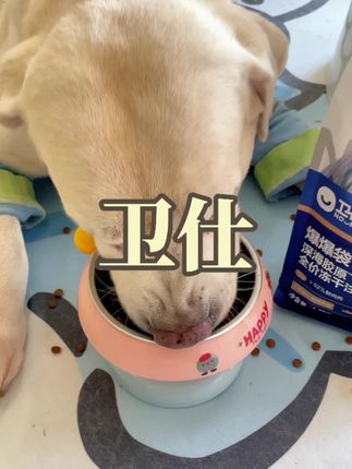 冬天狗狗换毛是为了准备过冬 所以是时候该补充毛发营养啦 #狗粮推荐 #新手养狗 #科学养宠攻略