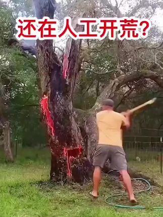 #除杂草 #除大树 #除灌木 #环嗪酮除大树竹子灌木杂草