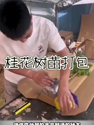 桂花,我们只选纯正的金桂、丹桂、四季桂的品种#三农 #园艺 #农业种植 #自然生态 #桂花