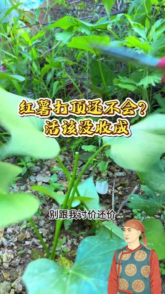 红薯打顶还不会?...... #种菜 #种菜小技巧