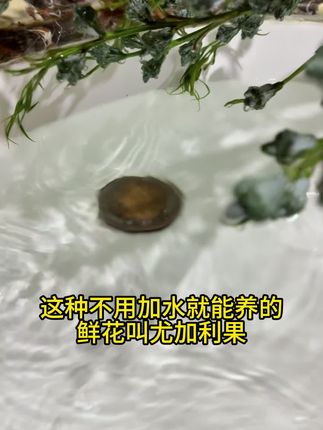#尤加利果 懒人 新手小白专属花材,不用加水干插干养3、5年