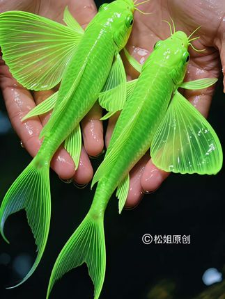点亮鱼缸的梦幻精灵——蝶翼斑马鱼🦋 自带仙气的蝶翼斑马鱼来袭!超长飘逸鱼鳍如蝶翼舒展,随水流摇曳生姿,灵动身影穿梭水草间,瞬间化身移动的水中画卷✨。荧光条纹在灯光下绚丽夺目,冷水易养不娇气,皮实耐活超省心。无论是单养造景还是群游混养,都能轻松成为视觉焦点。不用复杂设备,入门级养鱼快乐即刻拥有,点击下单,把这份灵动带回家!#轻松养鱼#养鱼 #观赏鱼 #蝶翼斑马鱼 #养鱼日记