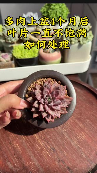 多肉养护:上盆4个月后叶片一直不饱满,怎么处理?需要及时脱土检查根系,脱土后发现发现没有生虫,但是根系不健康,而且因为浇水又一直没有可吸水的根系,根部长毛。发现后清理干净,重新晾根、空气发根后再种
#多肉养护 #多肉植物