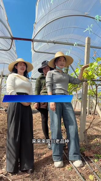 宾川老品种婆娘、带你们种新品种葡萄 !