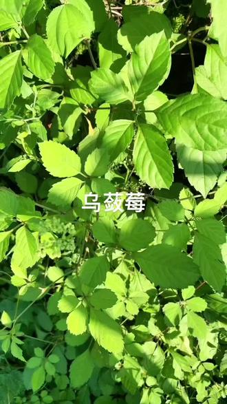 被叫“母猪藤”的野草,汁液能止痒,根茎割不尽,古人用它治战场伤病,今人用它喻爱情:即使被踩倒,仍会攀援新生#听故事识百草