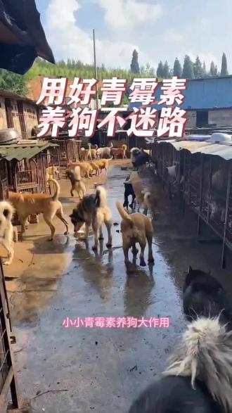 用好青霉素,养狗不迷路#养狗经验分享 #肉狗养殖 #养狗技术 #养殖小妙招 #科学养殖