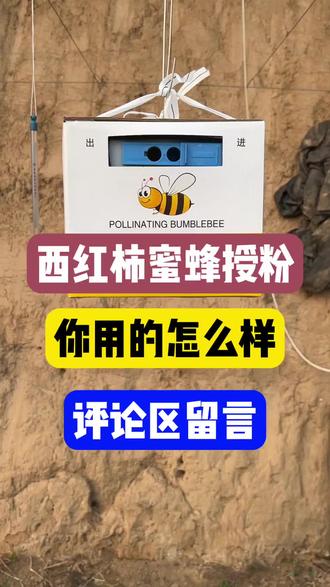 雄蜂授粉效果怎么样,一块交流吧#三农种植 #西红柿种植