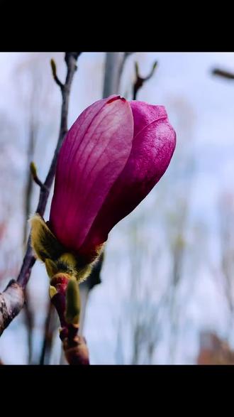 西宁人民公园里的玉兰花开啦!#用镜头捕捉春天 #