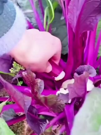红菜苔种子种籽蔬菜秋天种的孑广东菜籽菜种四季菜心南方冬季大全