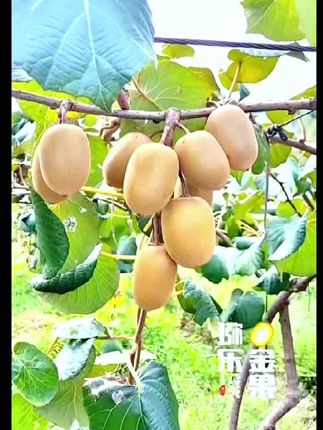 大别山奇异果采摘#户外采摘 #上热门