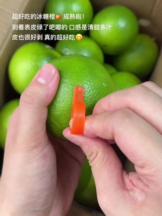 别看它皮是绿色的,其实可甜可好吃了!都是果农现摘现发特别新鲜,爱吃橙子一定要尝尝!#冰糖橙 #云南水果 #水果 #现摘现发 #新鲜应季