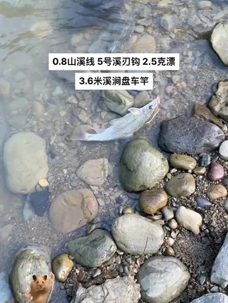 山好水好赤尾鱼好#溪流钓 #野钓 #钓鱼