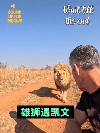 男人和他的雄狮们