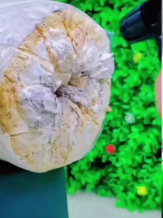 【9.9发3大包】蘑菇菌包喷水就长菌包好养菌菇种植包食用菌菌棒平菇@DOU+小助手